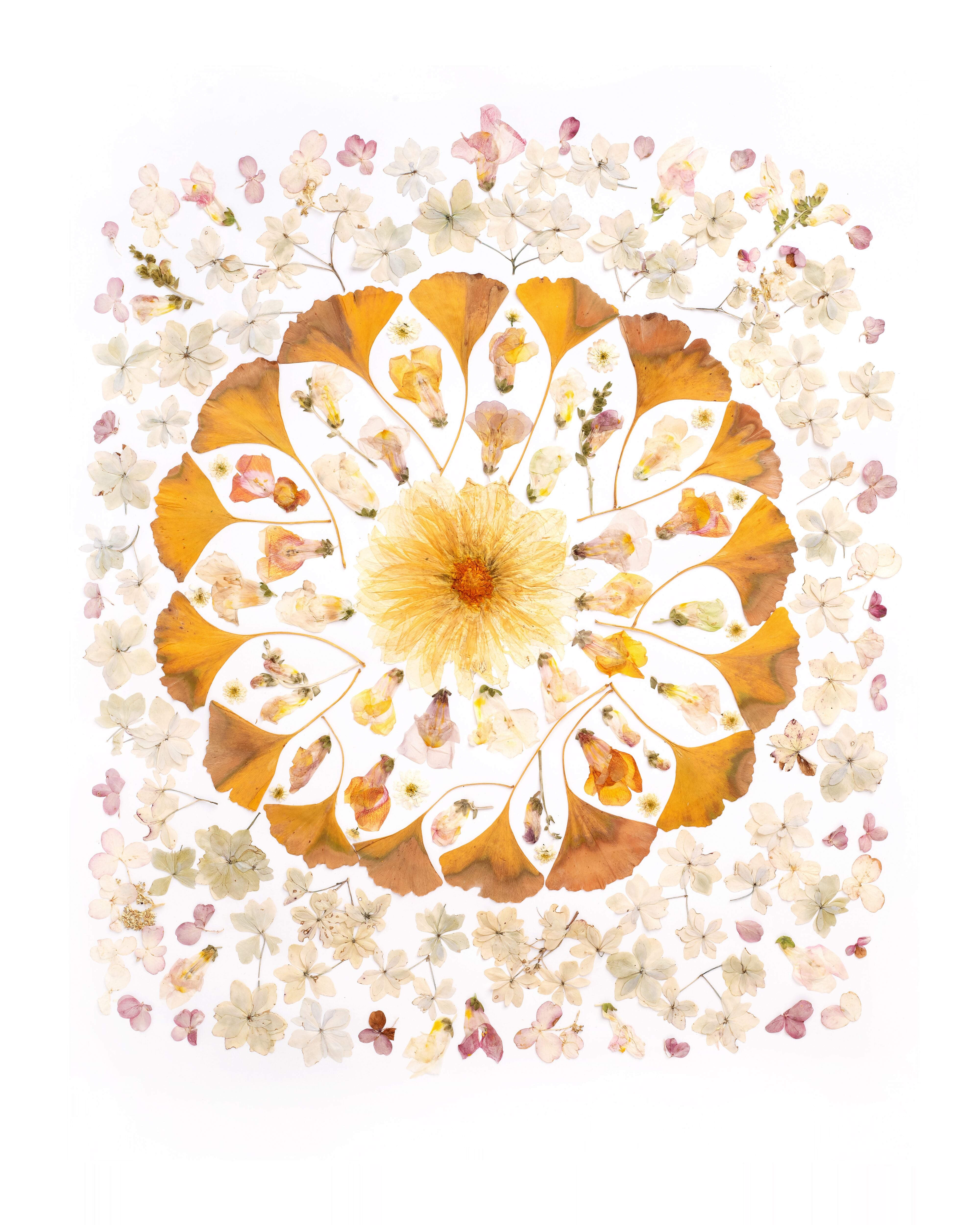 Peace Series Botanical Notecards Set of Three – The Flower Experiment